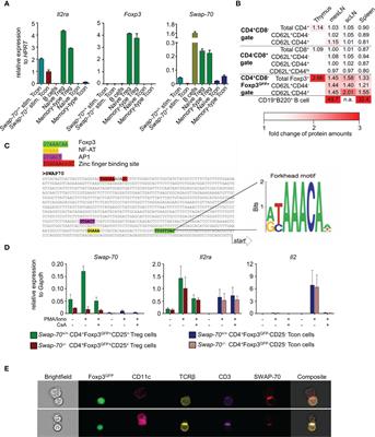 Role of Dynamic Actin Cytoskeleton Remodeling in Foxp3+ Regulatory T Cell Development and Function: Implications for Osteoclastogenesis